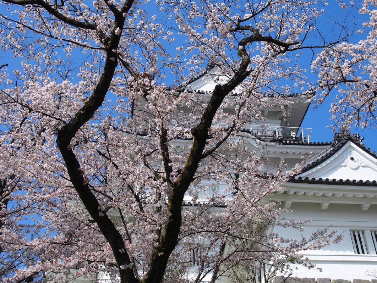 Cherry Blossoms Frame Odawara Castle, Kanagawa