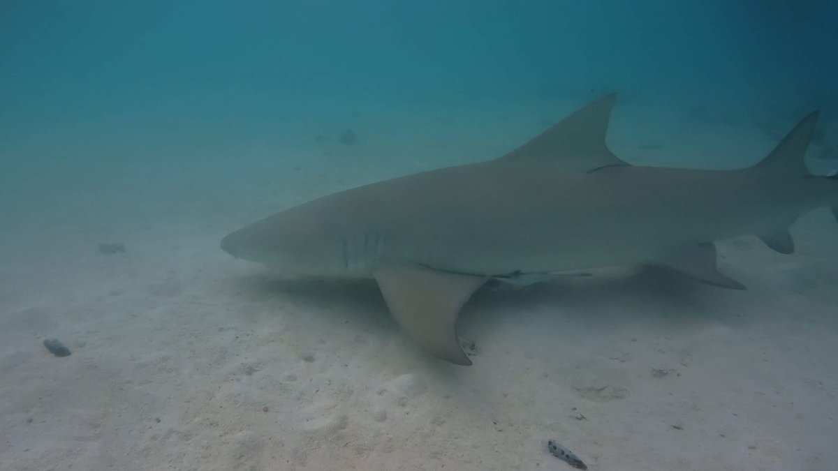 Face-to-Face with a Shark, NCL Waters