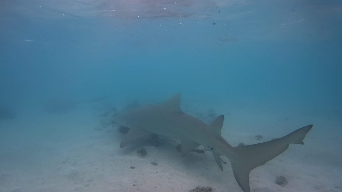 Face-to-Face with a Shark, NCL Waters photo 3