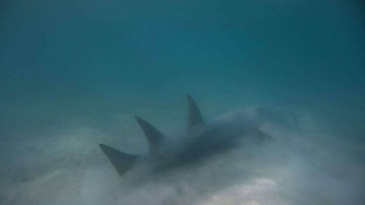 Face-to-Face with a Shark, NCL Waters photo 8