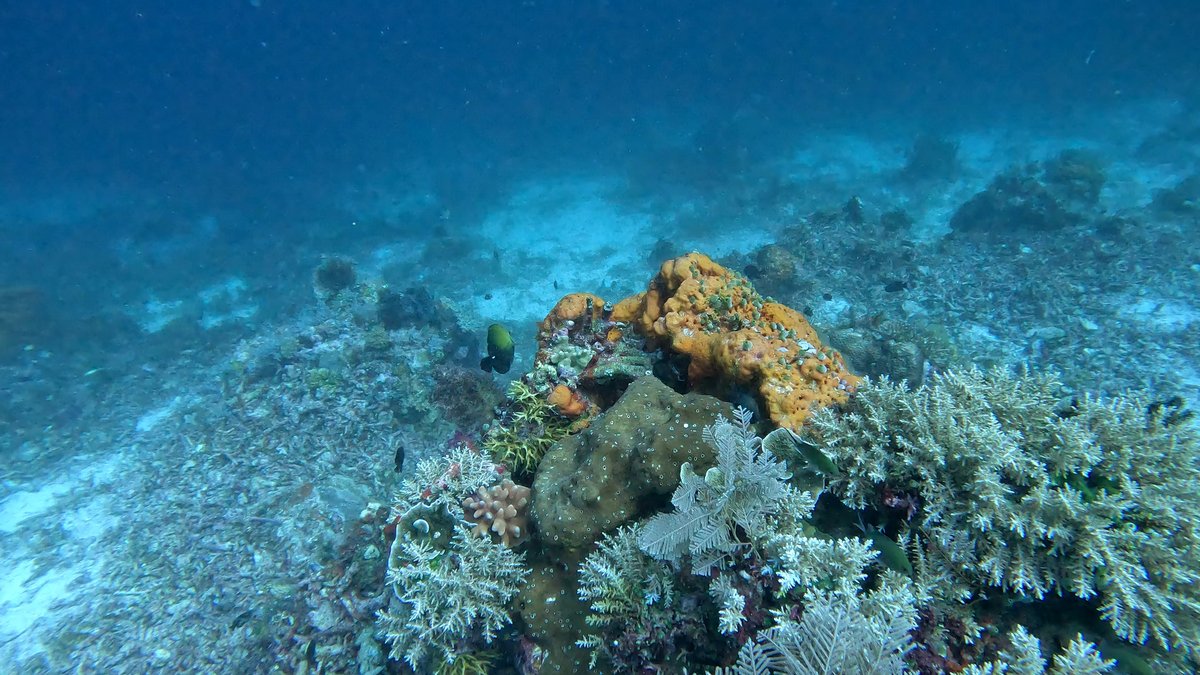 Diving Raja Ampat's Pristine Coral Reefs, Indonesia photo 3