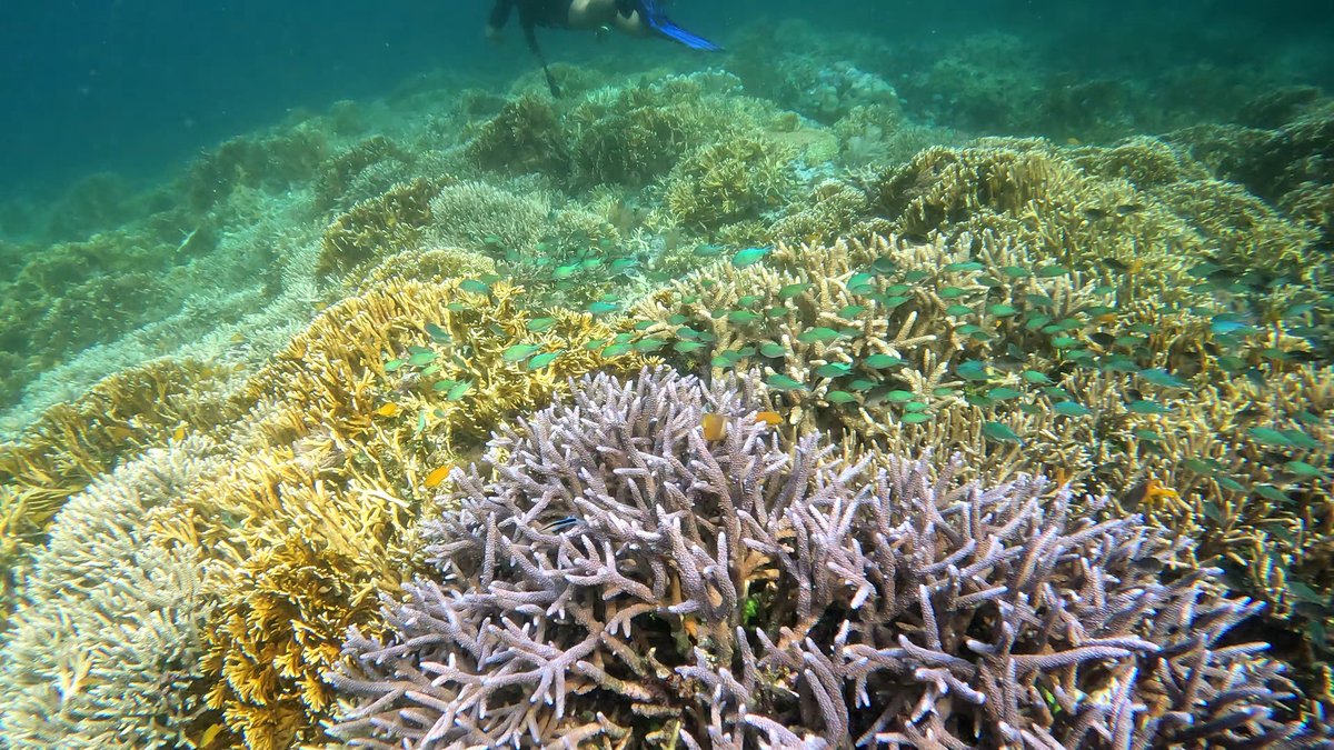 Diving Raja Ampat's Pristine Coral Reefs, Indonesia photo 4