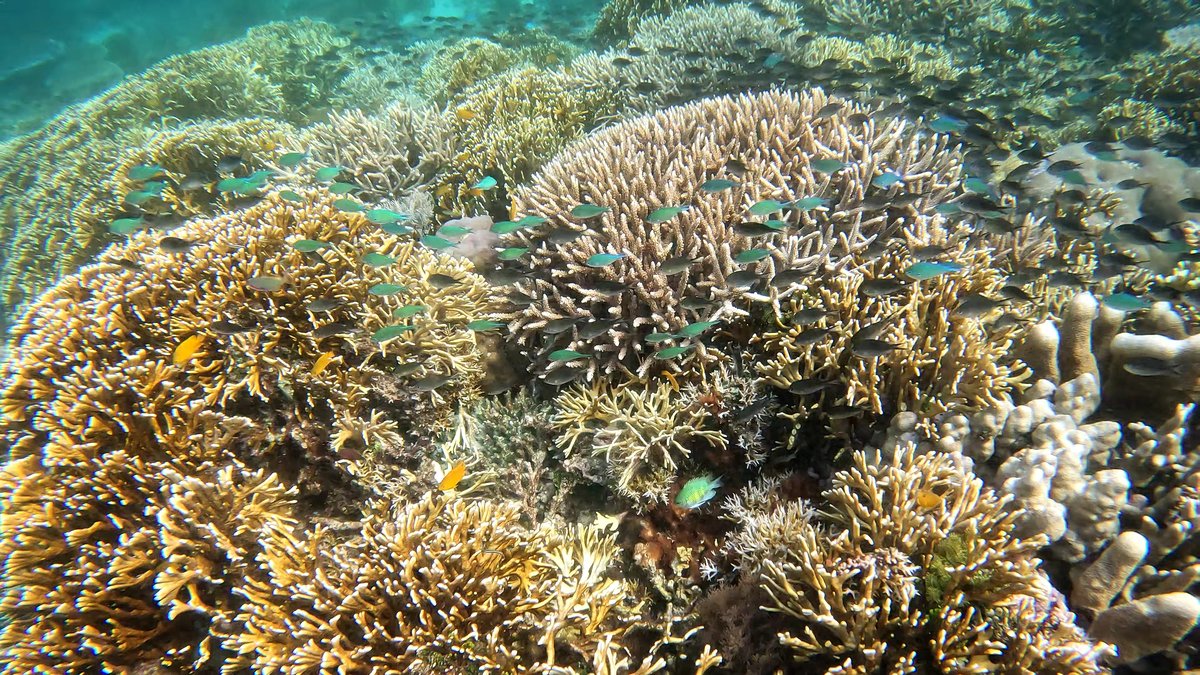 Diving Raja Ampat's Pristine Coral Reefs, Indonesia photo 5