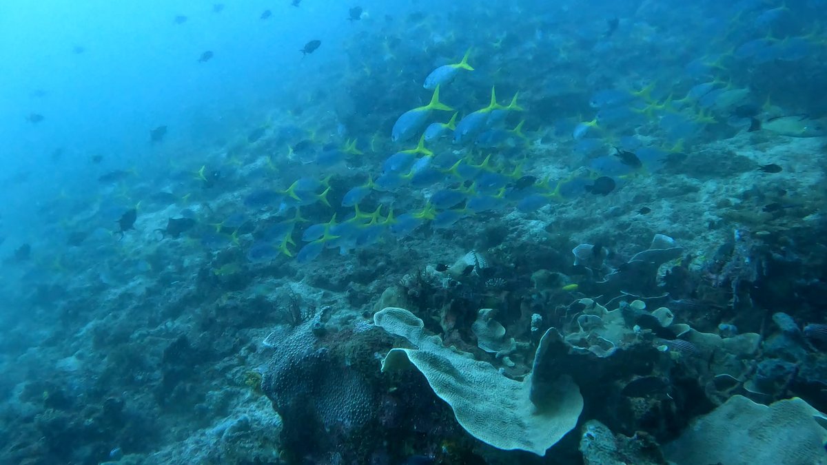 Diving Raja Ampat's Pristine Coral Reefs, Indonesia photo 6
