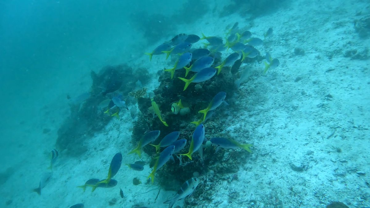Diving Raja Ampat's Pristine Coral Reefs, Indonesia photo 7