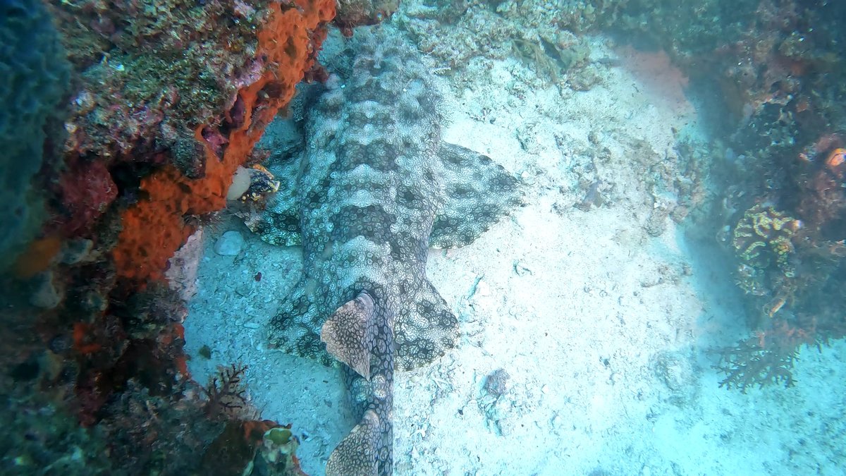 Diving Raja Ampat's Pristine Coral Reefs, Indonesia photo 8