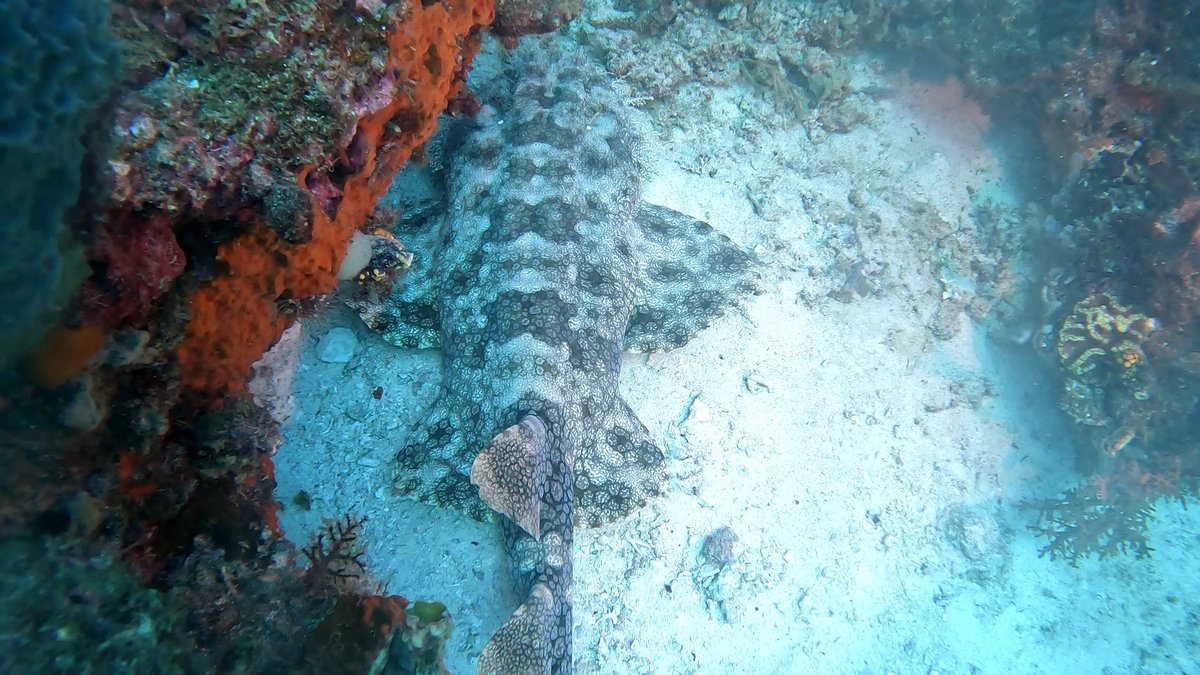 Diving Raja Ampat's Pristine Coral Reefs, Indonesia photo 9