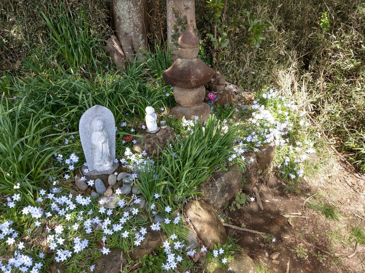 Spring Flowers at a Kamakura Shrine, Kanagawa