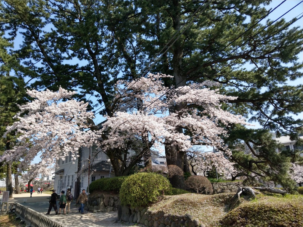 Cherry Blossoms in Honchō, Odawara — Peak Spring