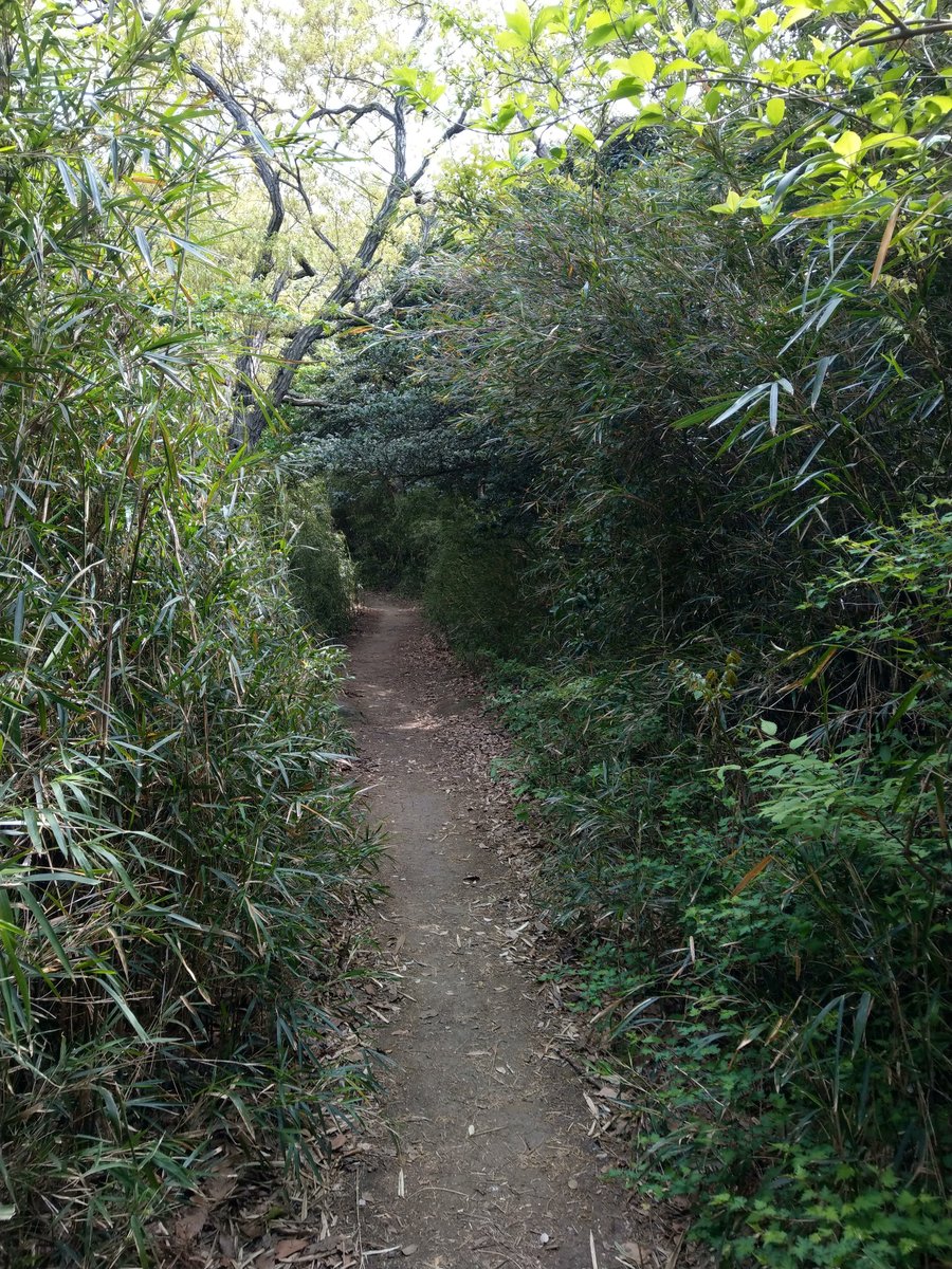 Spring Walk Through Kamakura's Imaizumidai Neighbourhood photo 6