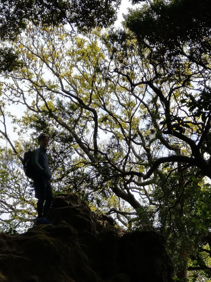 Hidden Forest Rock, Imaizumidai, Kamakura photo 3