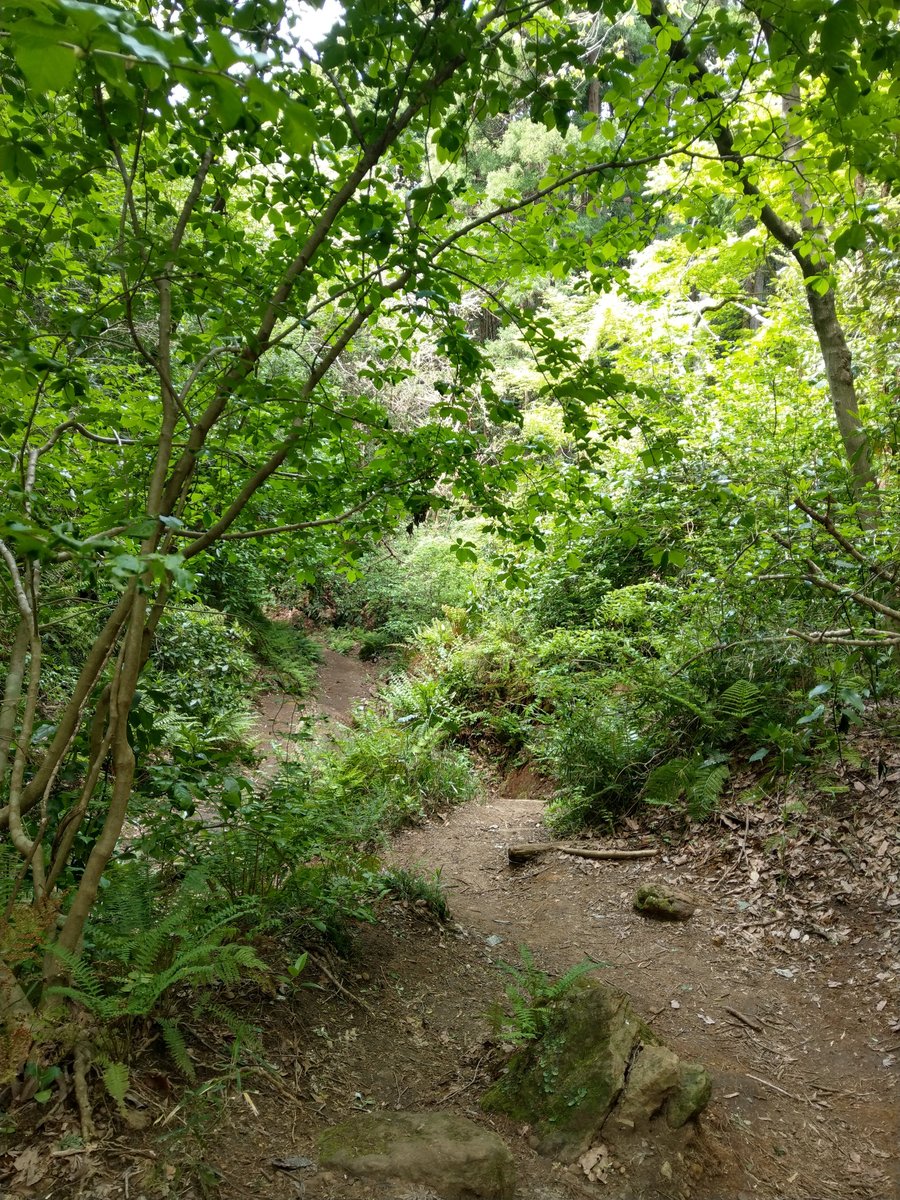 Forest Trail in Imaizumi, Kamakura — Spring Green
