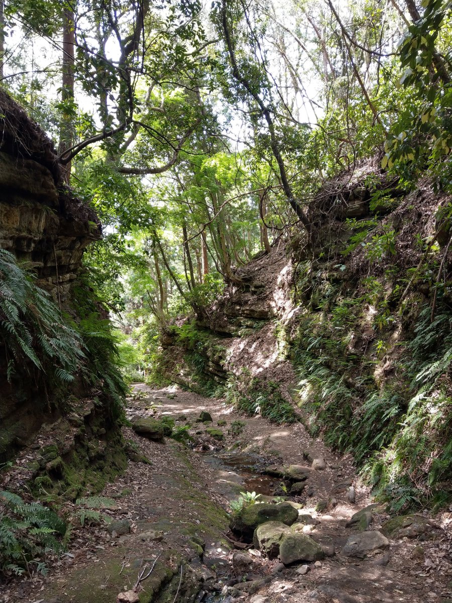 Forest Trail in Imaizumi, Kamakura — Spring Green photo 2