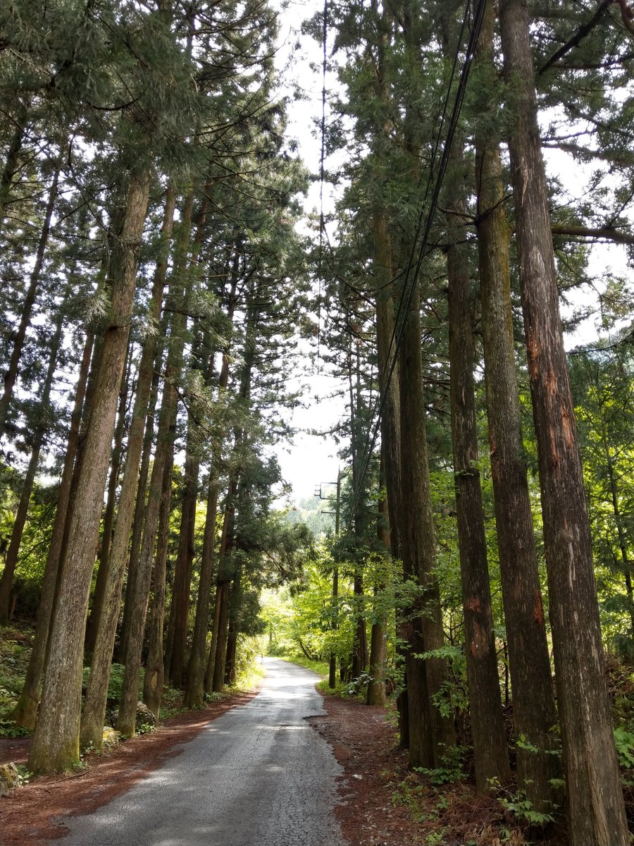 Tree-Lined Road Through Yokoze, Saitama