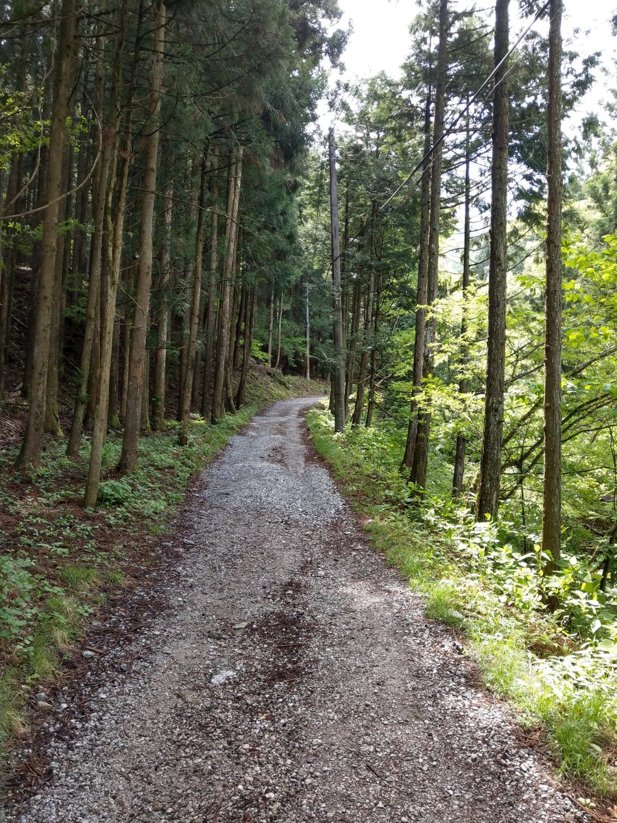 Shrine Approach Through Old-Growth Forest, Yokoze photo 2