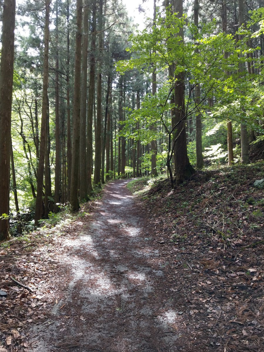 Forest Trail in Yokoze, Saitama — May Light
