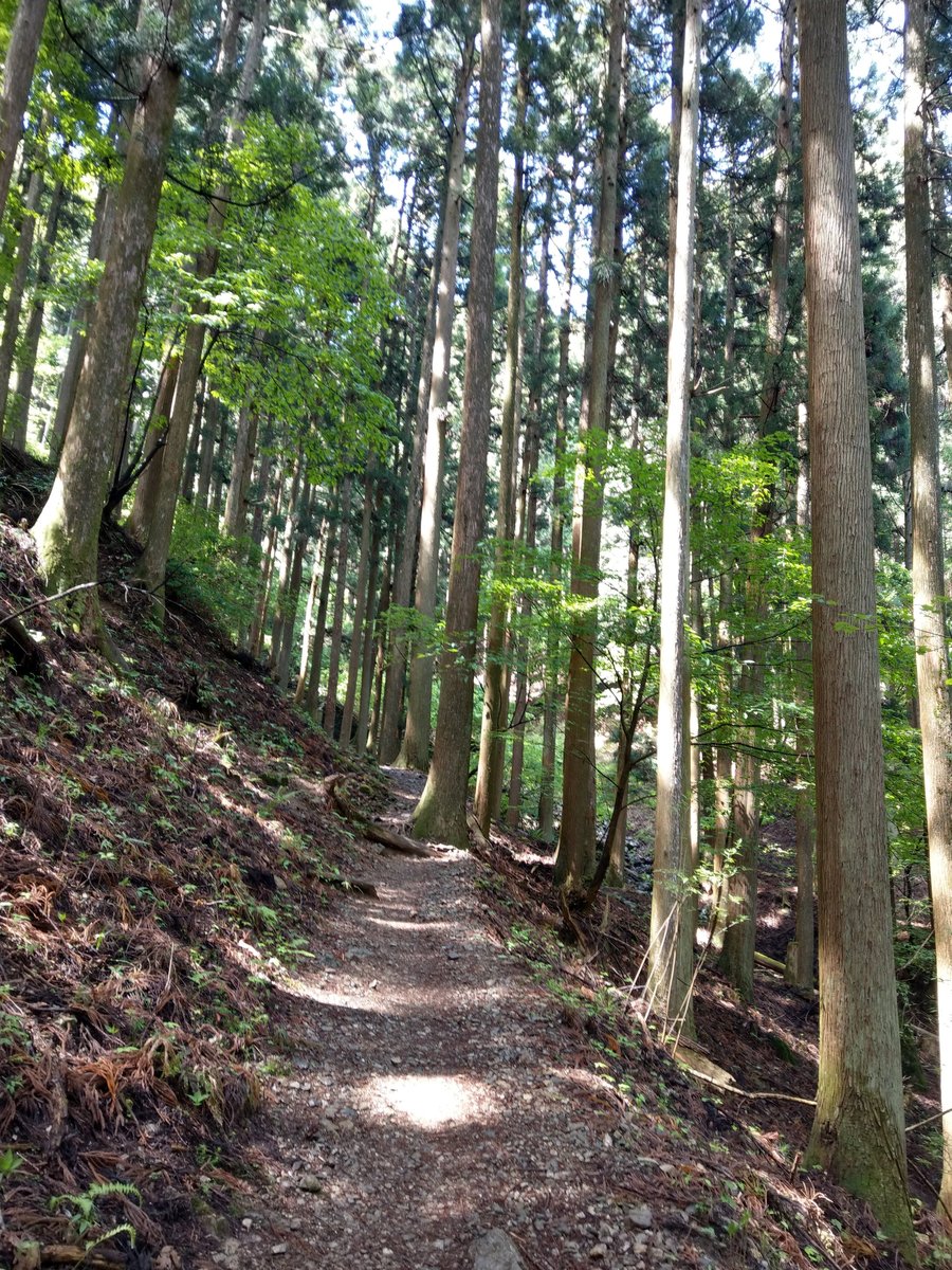 Forest Trail in Yokoze, Saitama — May Light photo 2