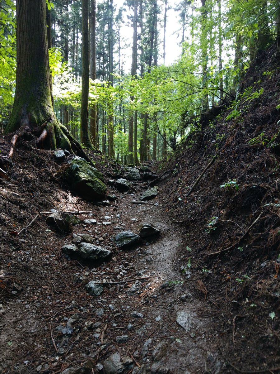 Forest Trail in Yokoze, Saitama — May Light photo 4
