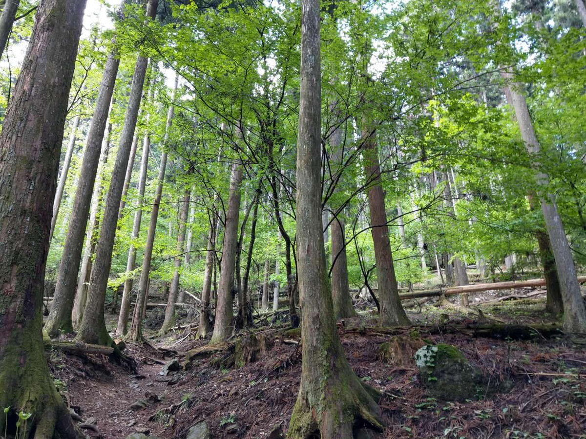 Deep Forest Trail, Yokoze, Saitama