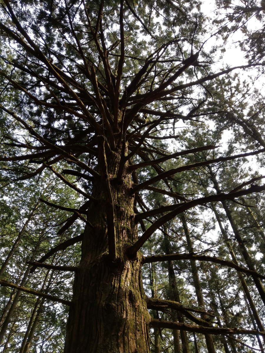 Ancient Forest Giant, Yokoze Saitama