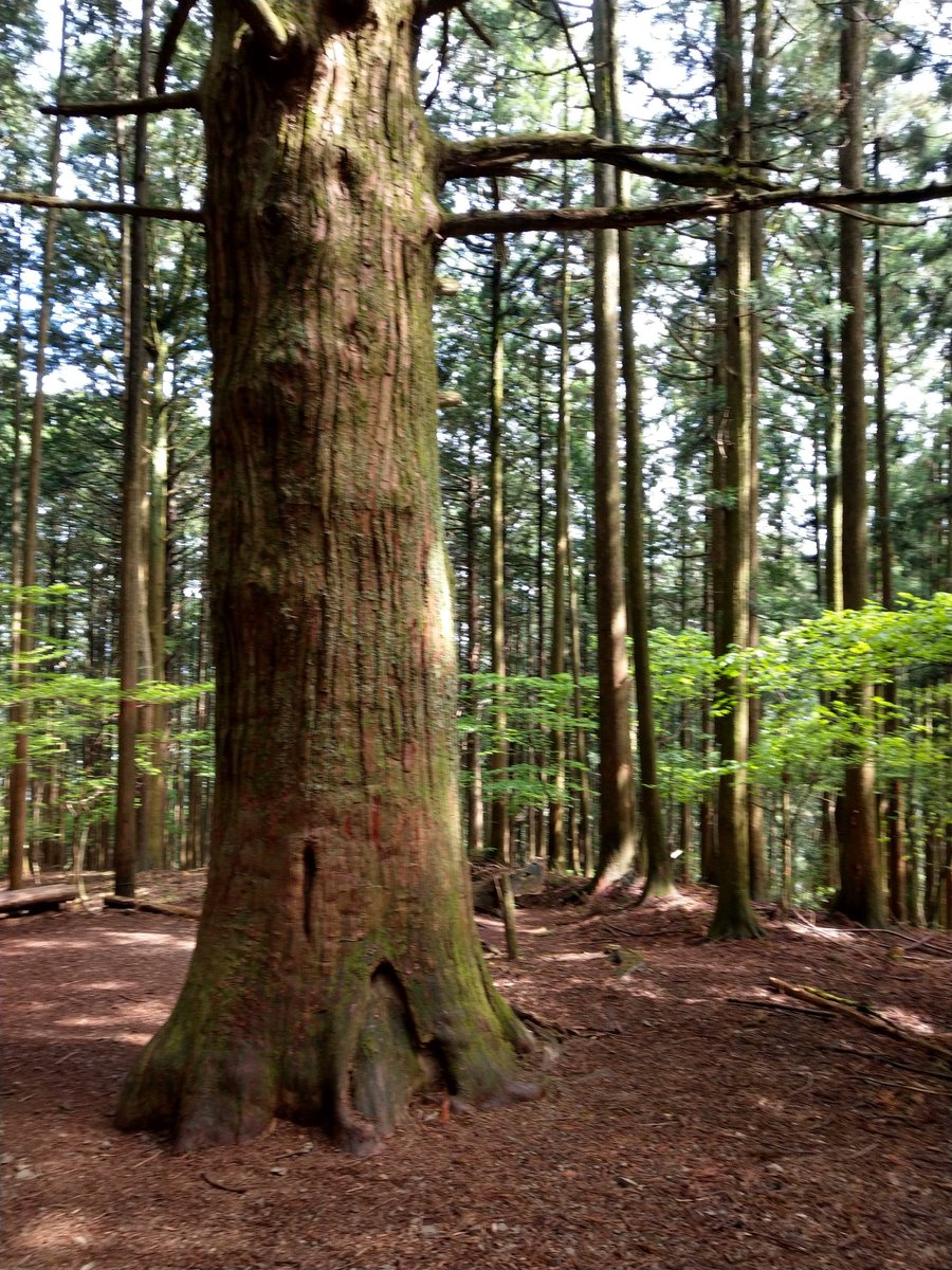 Ancient Forest Giant, Yokoze Saitama photo 2