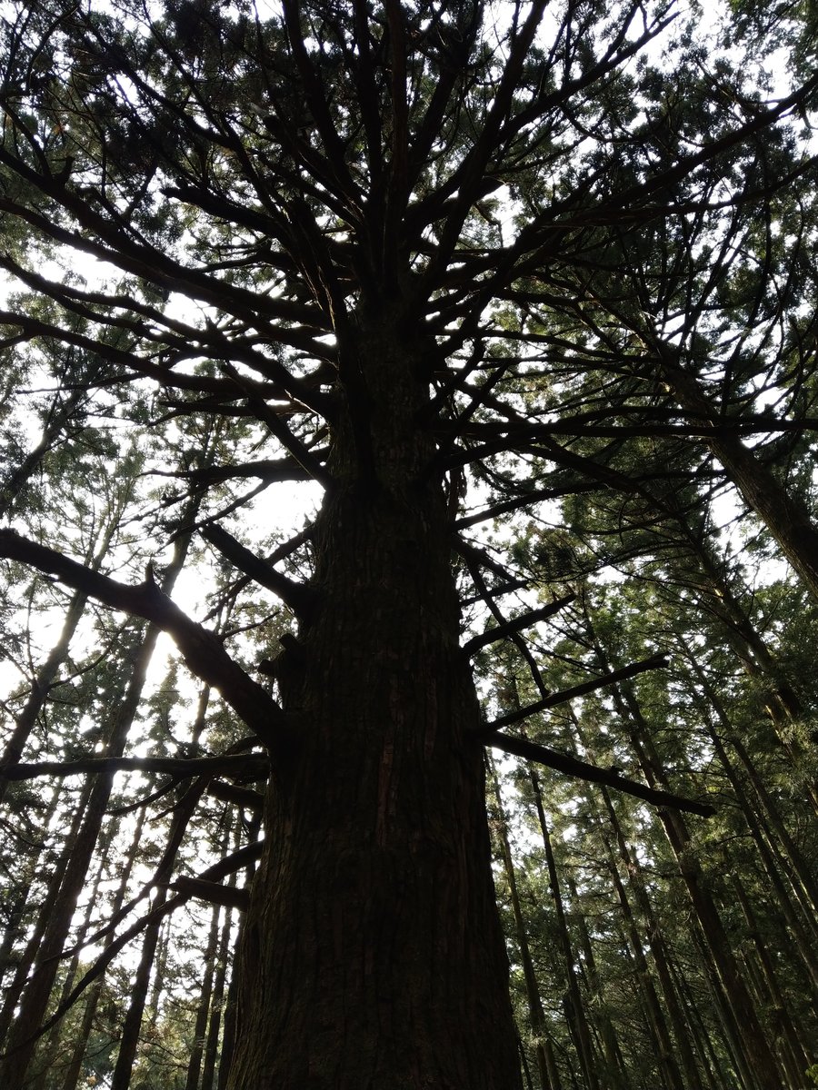 Ancient Forest Giant, Yokoze Saitama photo 3