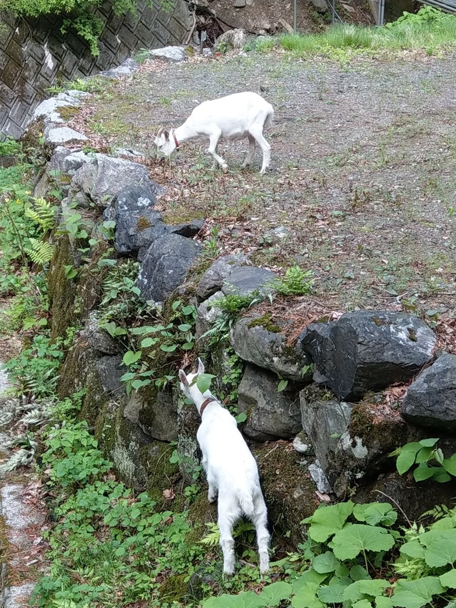 Forest Trail in Yokoze, Saitama — May Light photo 5