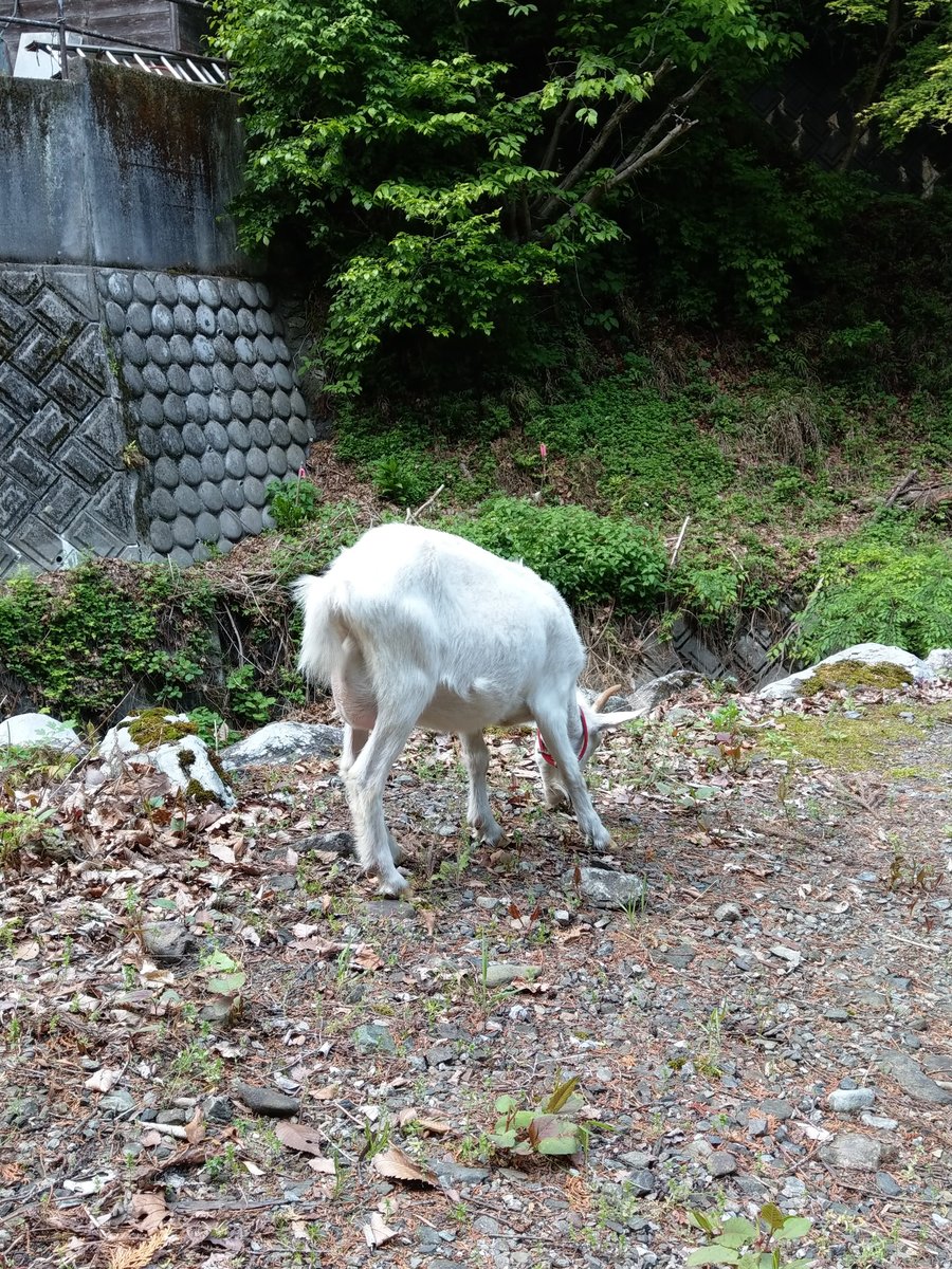 Forest Trail in Yokoze, Saitama — May Light photo 6