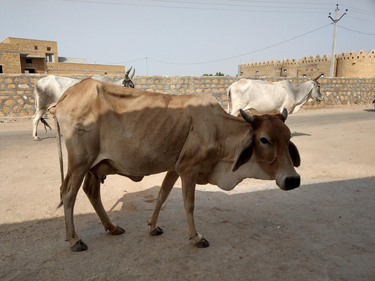 Golden Hour in Jaisalmer, Rajasthan photo 5