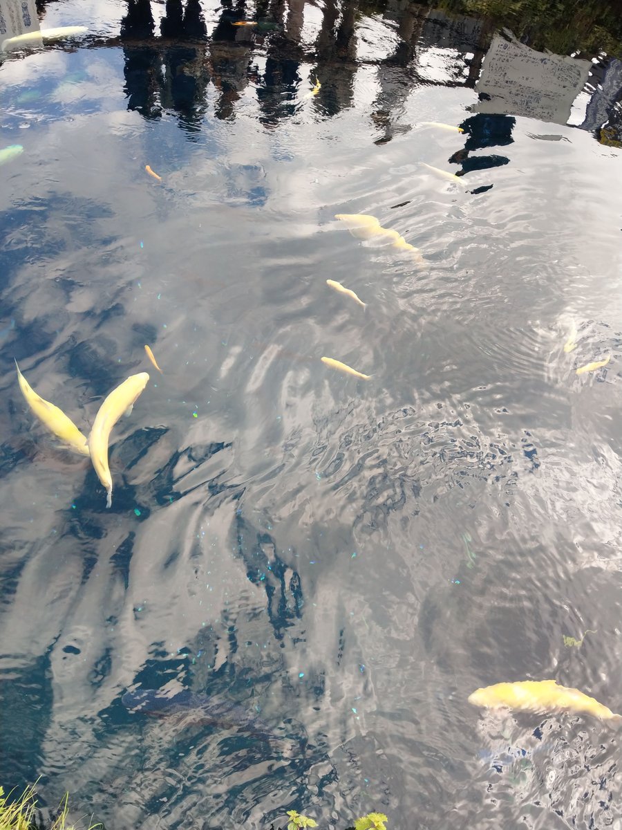 Mirror Pond in Shibokusa, Oshino, Yamanashi photo 2