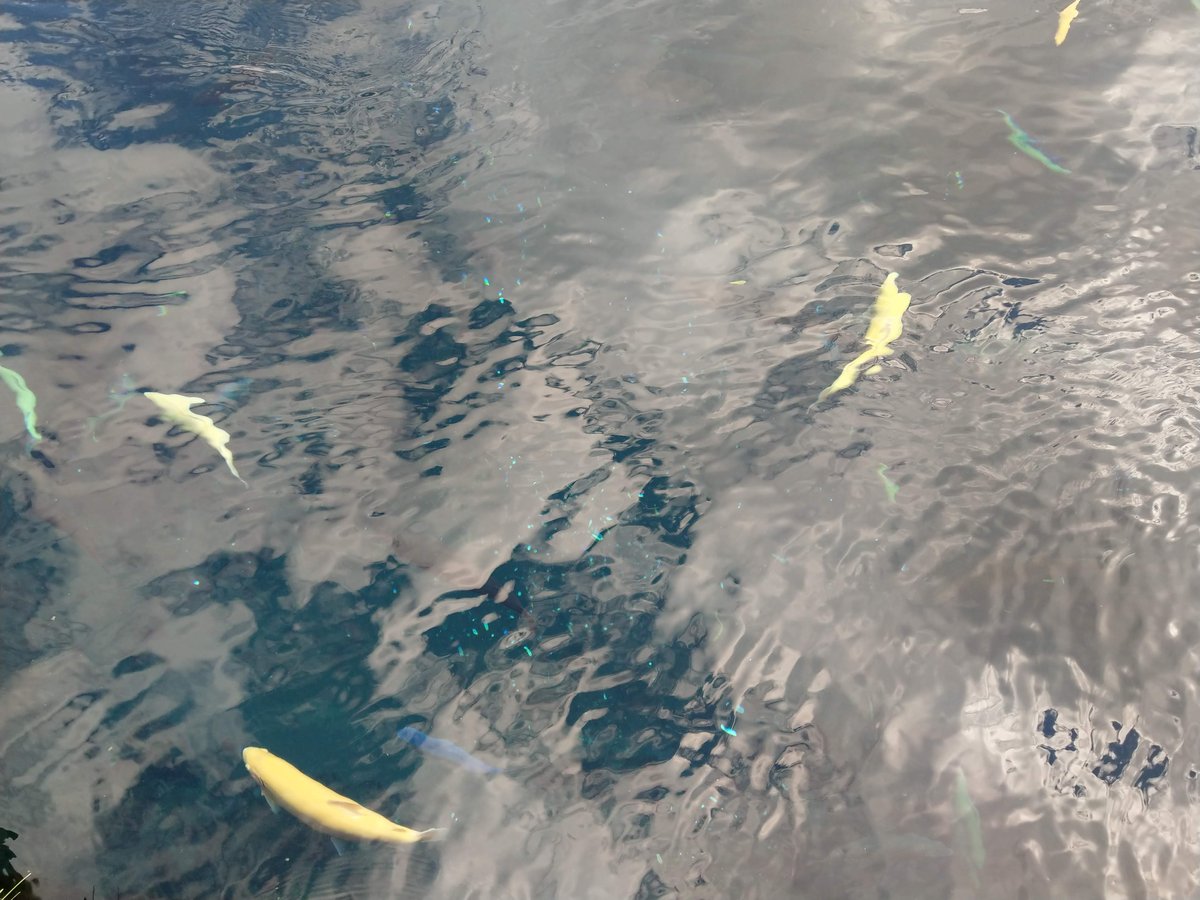 Mirror Pond in Shibokusa, Oshino, Yamanashi photo 3