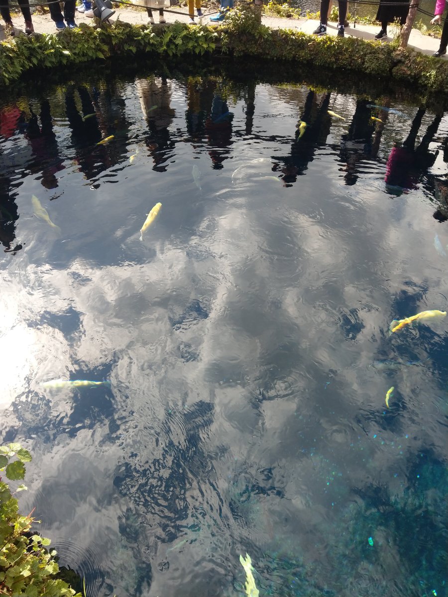 Mirror Pond in Shibokusa, Oshino, Yamanashi photo 7