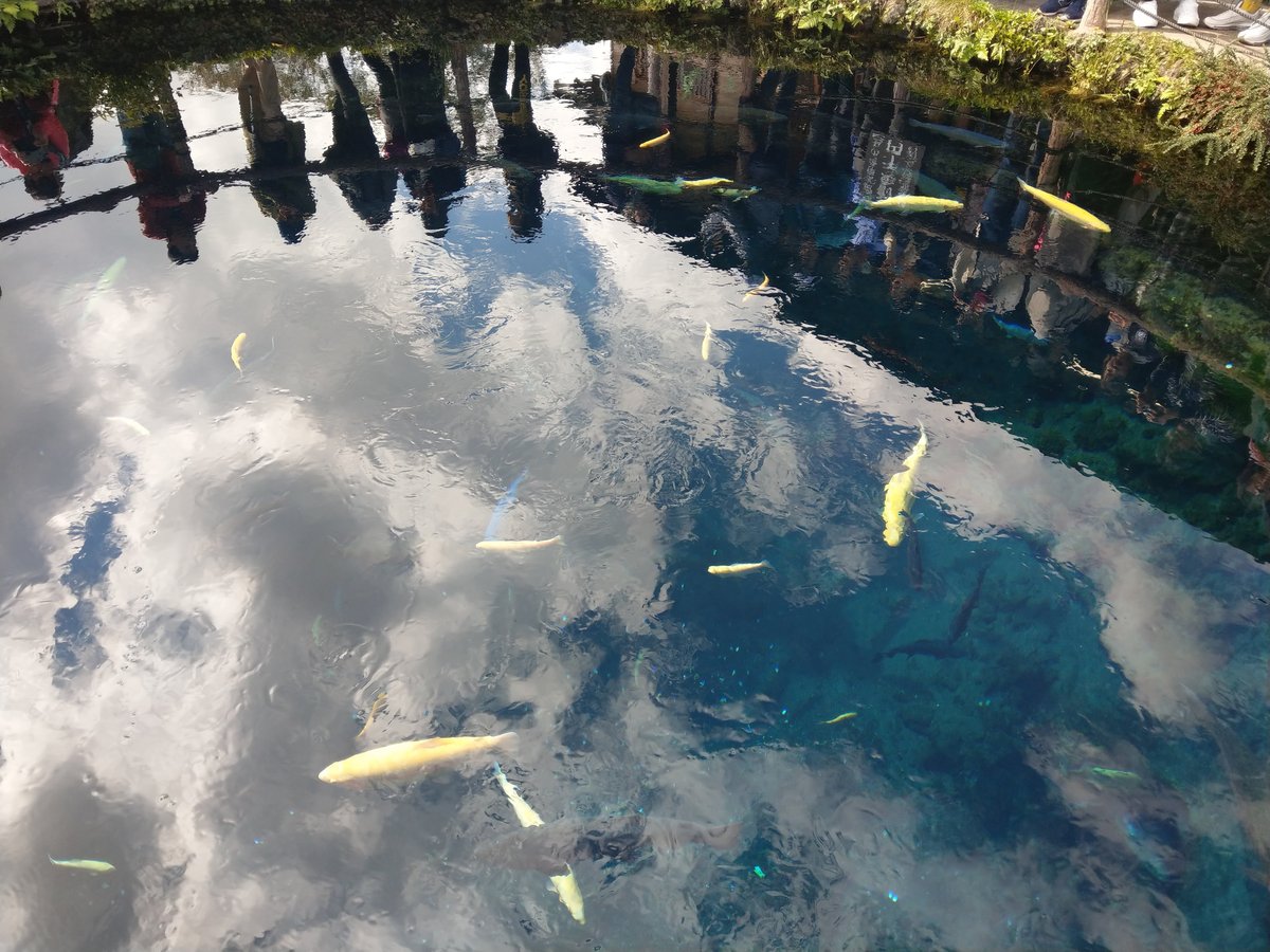 Mirror Pond in Shibokusa, Oshino, Yamanashi photo 8