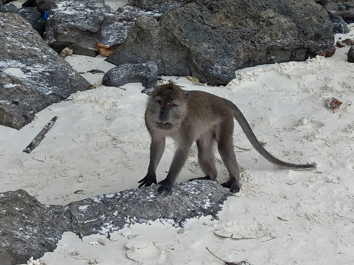 Unexpected Beach Encounter with a Macaque, Malaysia