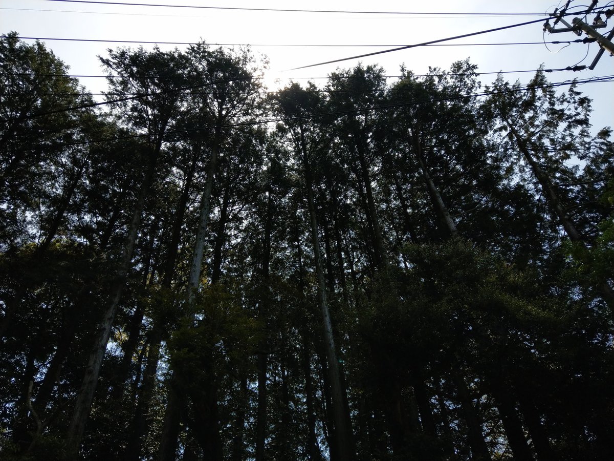 Rice Paddies & Mountain Views, Saga Prefecture photo 2