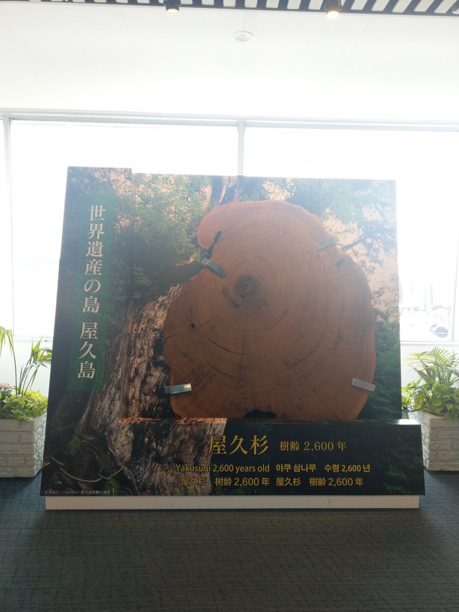Yakushima Summit View, Kagoshima — July Alpine Mist photo 2