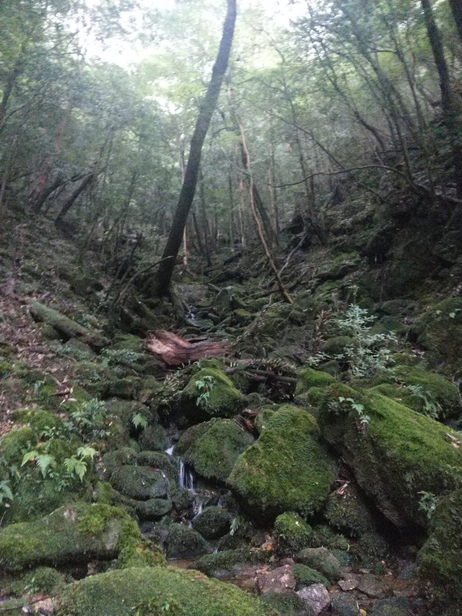 Yakushima's Ancient Forest Trail, Kagoshima