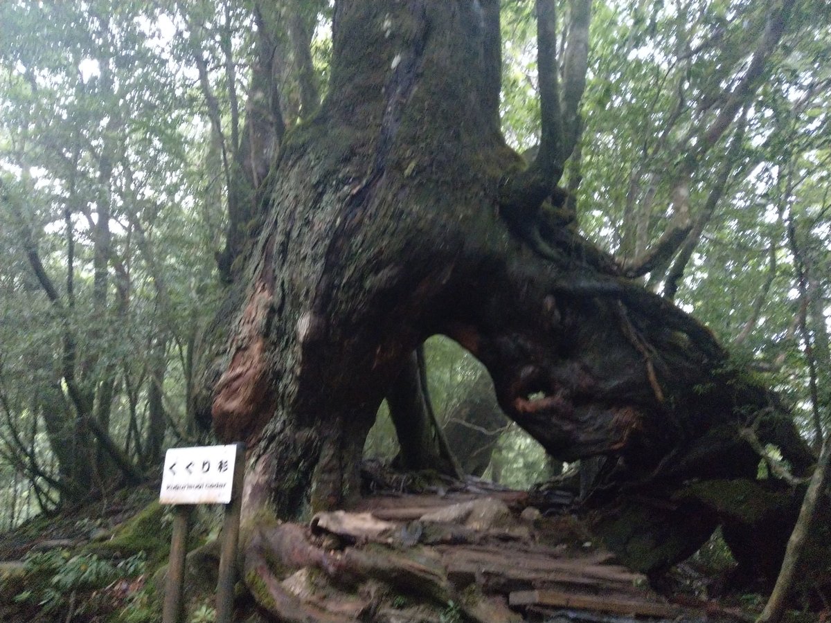 Yakushima's Ancient Forest Trail, Kagoshima photo 2