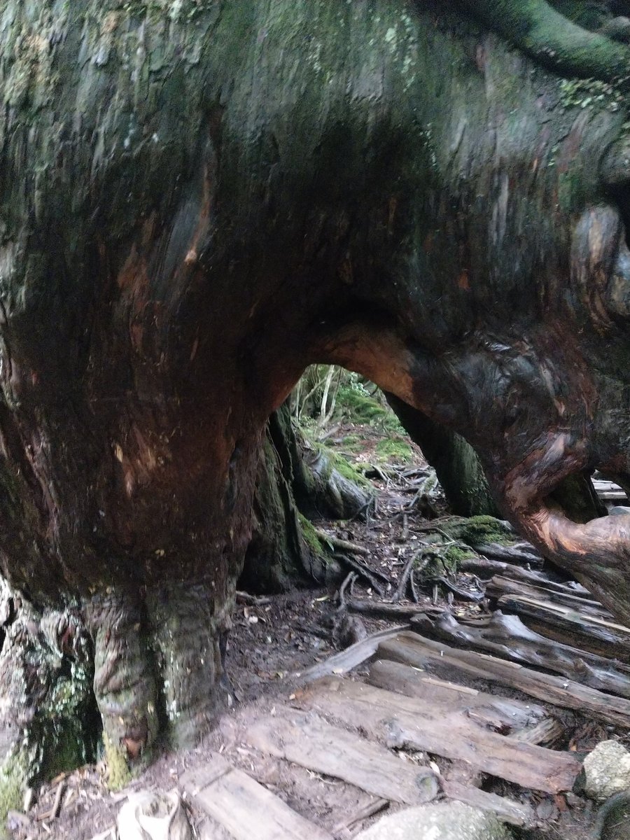 Yakushima's Ancient Forest Trail, Kagoshima photo 3