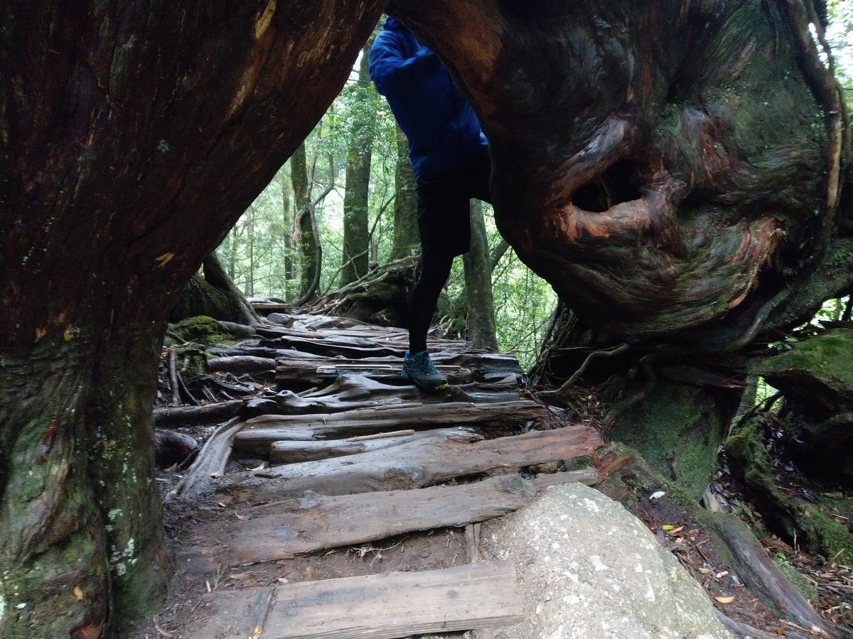Yakushima's Ancient Forest Trail, Kagoshima photo 4