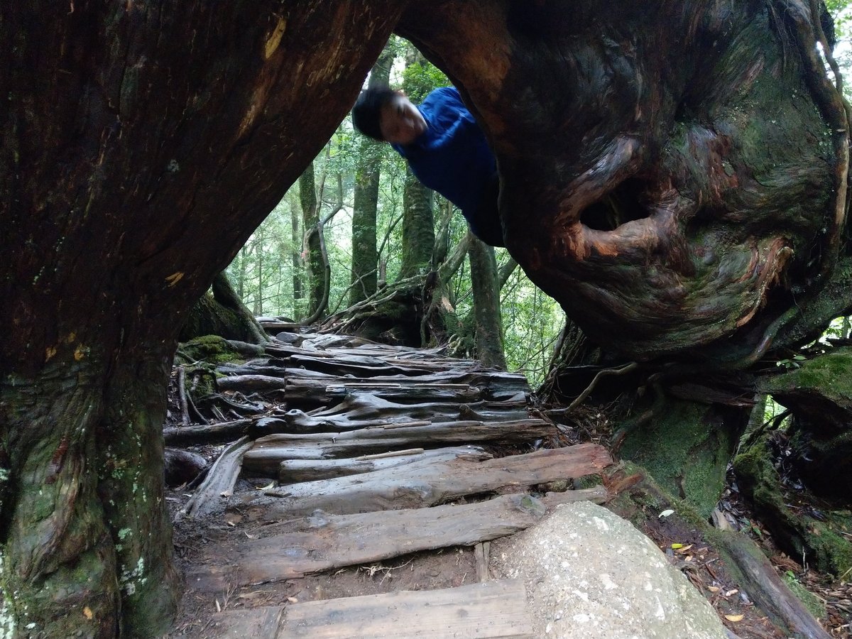 Yakushima's Ancient Forest Trail, Kagoshima photo 5