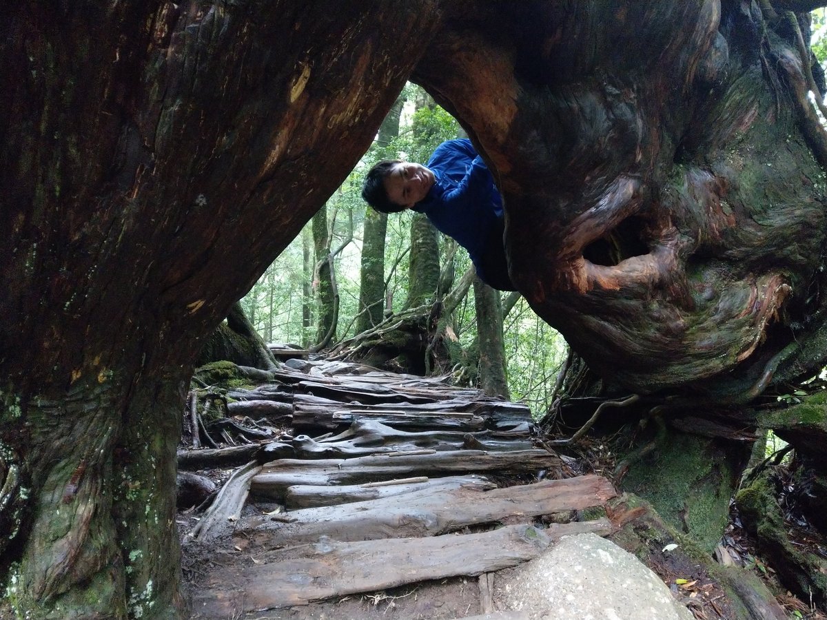 Yakushima's Ancient Forest Trail, Kagoshima photo 6