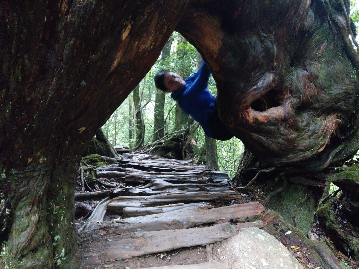 Yakushima's Ancient Forest Trail, Kagoshima photo 7