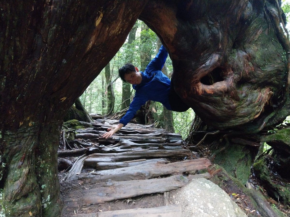 Yakushima's Ancient Forest Trail, Kagoshima photo 8