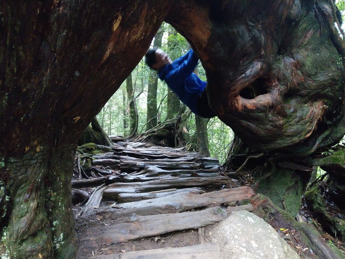 Yakushima's Ancient Forest Trail, Kagoshima photo 9
