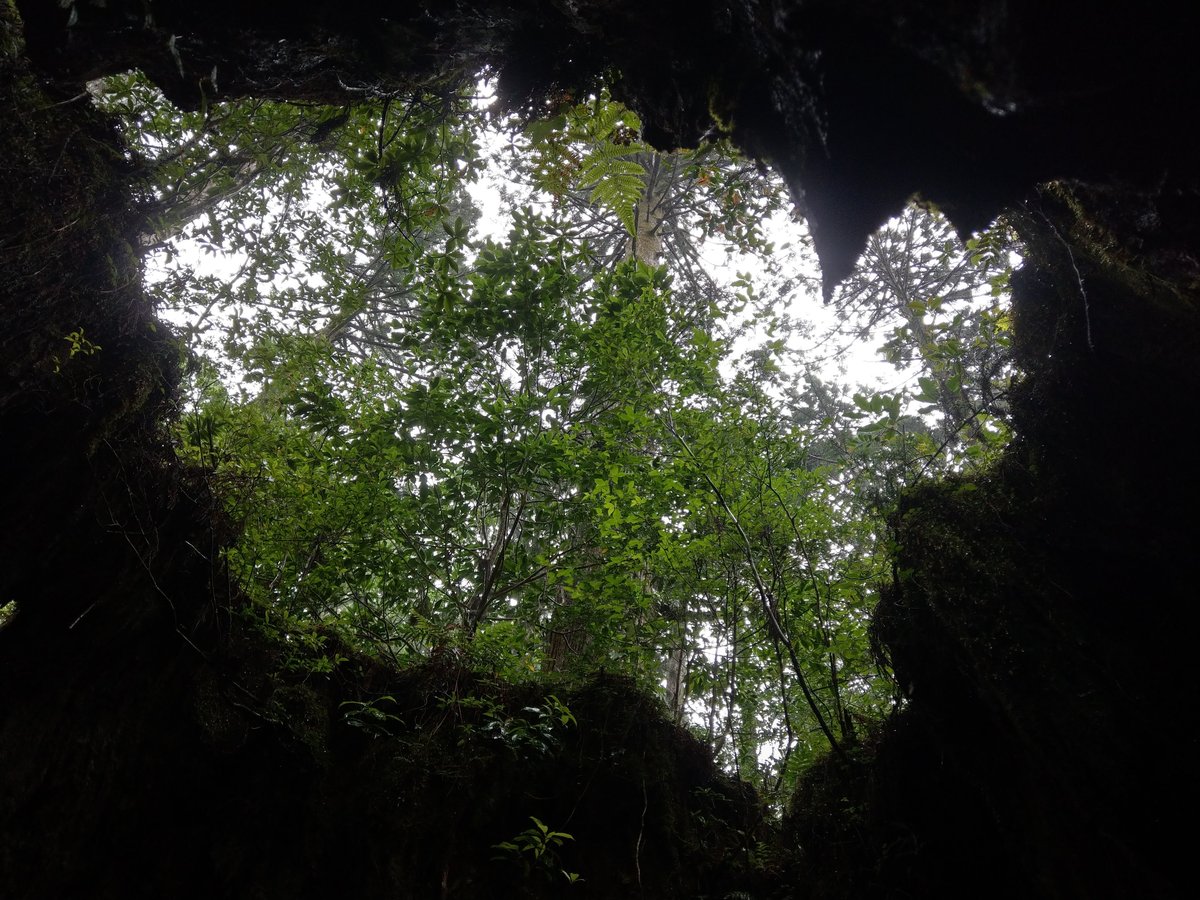 Ancient Forest Canopy, Yakushima Island, Kagoshima