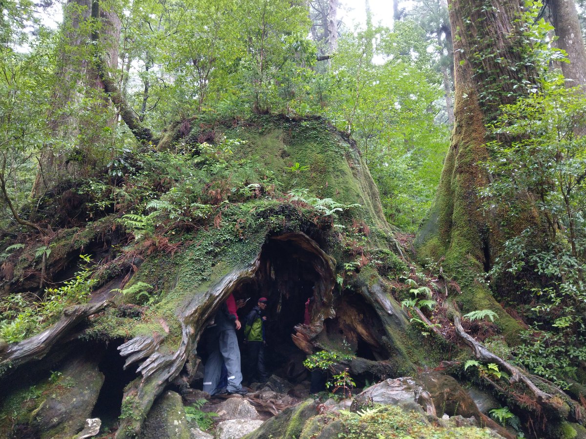 Ancient Forest Canopy, Yakushima Island, Kagoshima photo 2