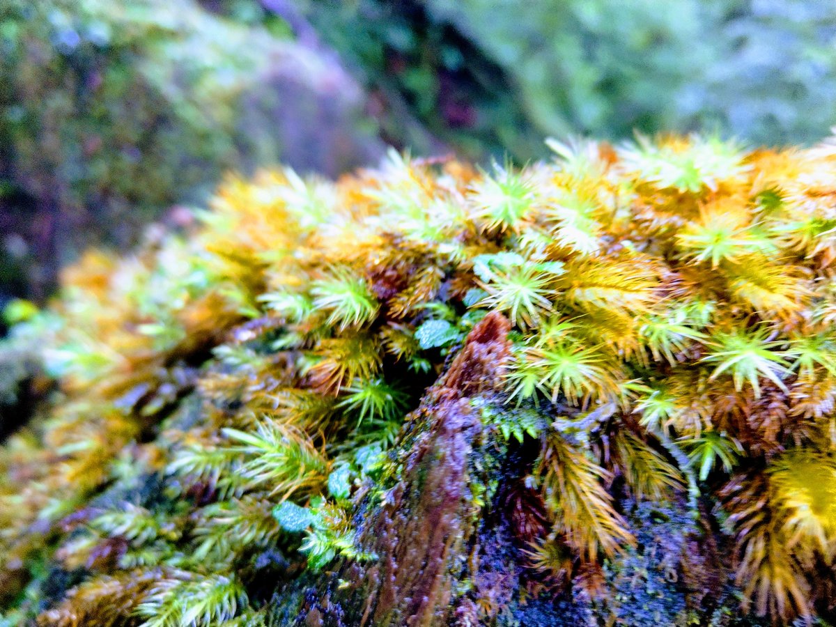 Ancient Forest Canopy, Yakushima Island, Kagoshima photo 3