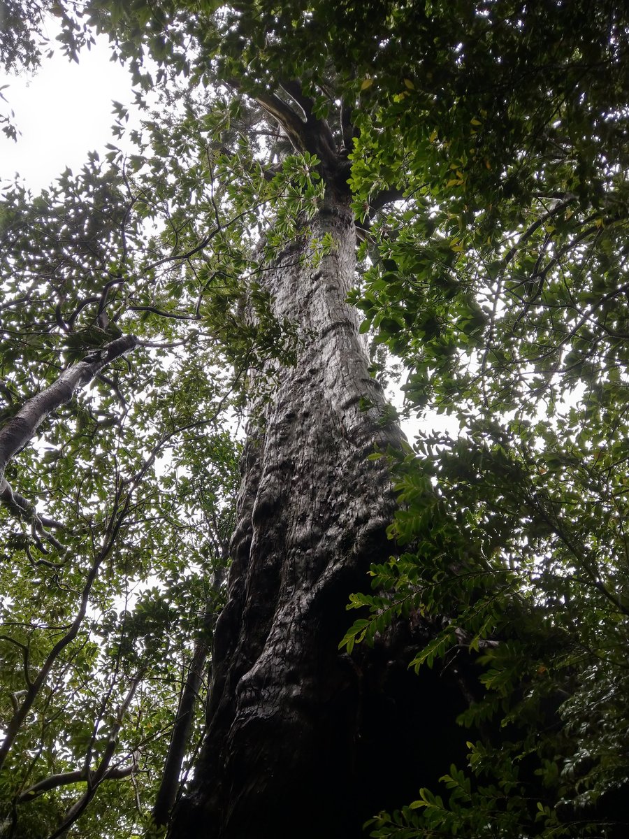 Ancient Cedar of Yakushima, Kagoshima — A Giant to Behold