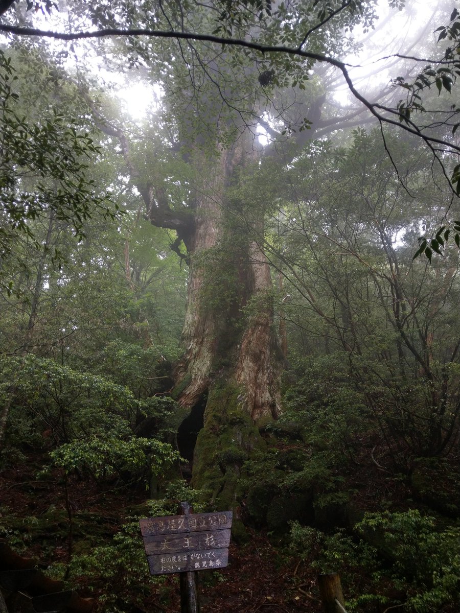 Ancient Cedar of Yakushima, Kagoshima — A Giant to Behold photo 2